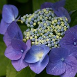 紫陽花ドライブ：あじさい寺