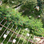 #16　養蜂園と朝市