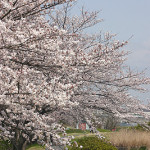 お花見ﾗﾝﾁ