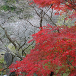 小原：四季桜と紅葉／ピンクと赤！