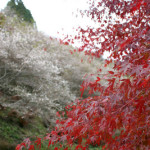 小原：四季桜と紅葉／花も団子も
