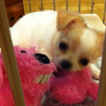 退治てくれよう、桃太郎！？