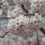 鶴舞公園でお花見