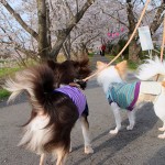 お散歩コースの桜