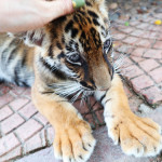 #10 トラの赤ちゃんと遊ぶ！ / Si Racha Tiger Zoo