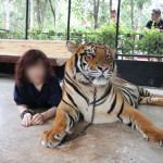 #11 大人のトラと添い寝とお散歩！ / Si Racha Tiger Zoo